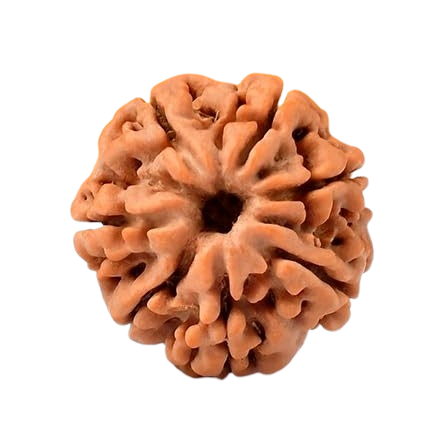 Rudraksha